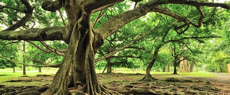 aboriculture  tree surgery  development purposes
