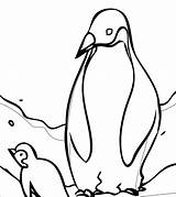 Penguin Coloring Adelie Getdrawings Cute Getcolorings sketch template