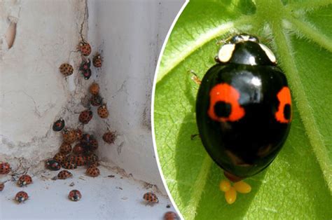horny and sti ridden alien insects set to invade your home daily star