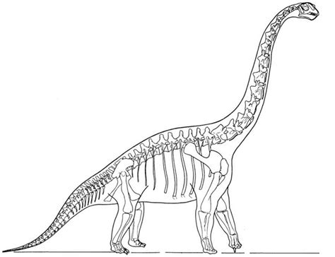 dinosaur skeleton colouring pages