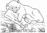 Panda Colorear Oso Orso Ours Colorare Bear Osos Dibujos Urs Disegni sketch template