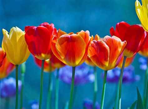 brightly colored tulips hd flowers  wallpapers images backgrounds
