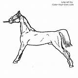 Coloring Pages Saddlebred Horse Colouring Club Saddle Color Stallion Kids American Index Template Disimpan Own Dari sketch template