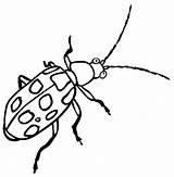 Coloring Beetle Pages Insect Printable sketch template