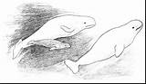 Whale Coloring Beluga Designlooter Preschoolers Impressive Pages sketch template