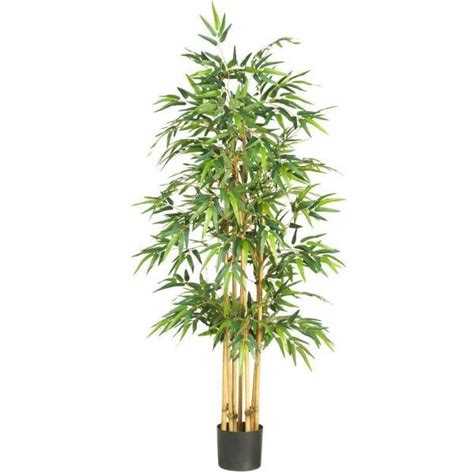bamboo plant  rs piece bamboo plants  kashipur id