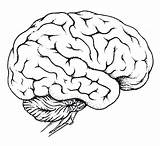 Brain Coloring Pages Getcolorings sketch template