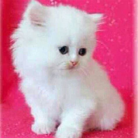 miniature persian cat love  cute cats fluffy kittens teacup persian kittens