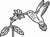 Hummingbird Drawing Line Simple Easy Tattoo Flower Birds Silhouette Outline Drawings Bird Humming Clipart Flowers Hummingbirds Sketch Illustration Paintingvalley Getdrawings sketch template