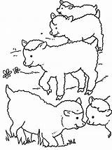 Coloring Lamb sketch template