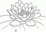 Lotus Coloring Flower Colouring Printable Flowers Sheets Popular sketch template