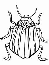 Coloring Insect Insects Primarygames Beetles sketch template