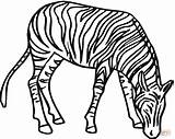 Zebra Coloring Pages Printable Drawing Zebras Clipart Head Line Clip Color Animal Online Clipartbest Getcolorings Super Gif Sheet Other Supercoloring sketch template
