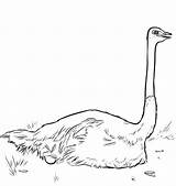 Ostrich Nesting Avestruz Onlinecoloringpages sketch template