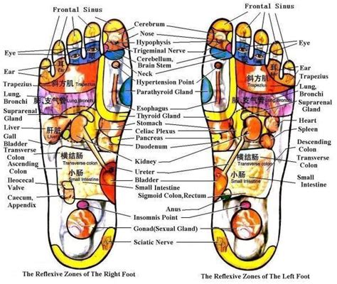 foot diagram   explain    structure  human foot including  bones