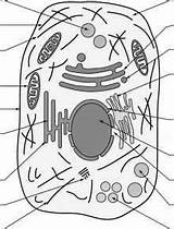 Cellular Nanomachines Plasmon sketch template