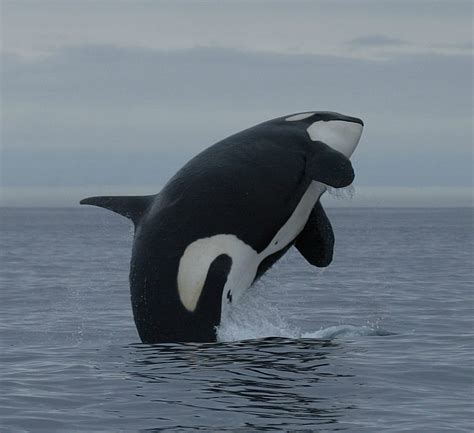 orca killer whale whale dolphin conservation usa