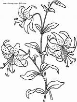 Lilies Indusladies sketch template