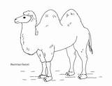 Camel Bactrian sketch template