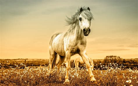 animal horse hd wallpaper