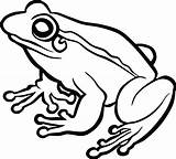Frog Clipart Drawing Tree Toad Coqui Transparent Outline Green Line Vector Cute Svg Drawings Collection Pluspng Webstockreview Clipartmag Getdrawings sketch template