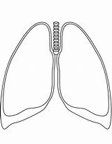 Lungs Imprimir Pulmones Preescolar sketch template