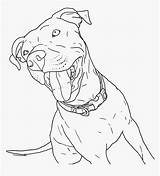 Pitbull Drawings Puppies Vhv Kindpng Clipartkey Pngitem Drawn Colouring sketch template