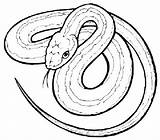 Garter Snakes Coloring sketch template