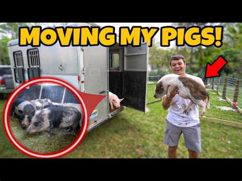 transferring   pet pigs  pc farm  youtube