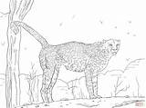 Ausmalbilder Gepard Cheetah sketch template
