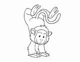 Coloring Monkey Tightrope Pages Walker Coloringcrew Template sketch template