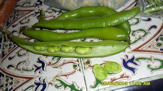 grow beans  container abdessamad aouad flickr