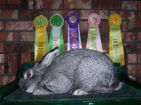 diary   mad pet enthusiast breed   day american chinchilla rabbit