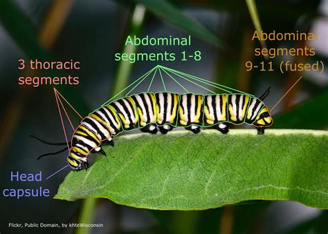 monarch caterpillars — urbeco