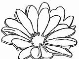 Daisy Outline Flower Coloring Printable Cliparts Drawing Clipart Pages Favorites Add Getdrawings Library sketch template