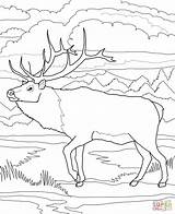 Coloring Caribou Pages Woodland Printable Deer Drawing Colouring Supercoloring Popular Getdrawings Paper sketch template