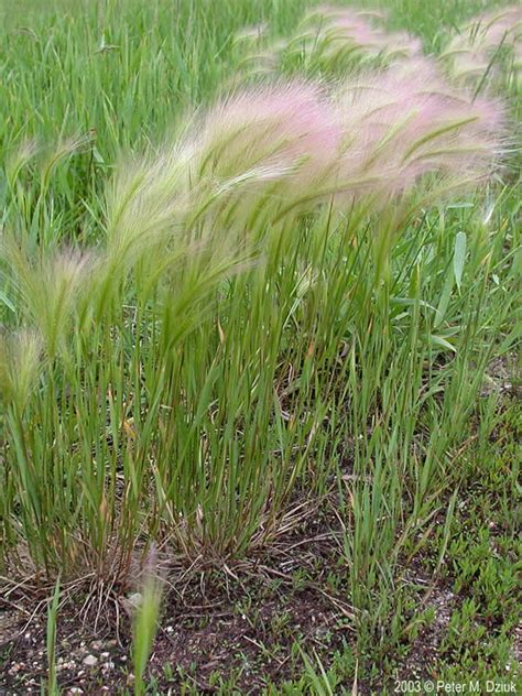hordeum jubatum foxtail barley minnesota wildflowers