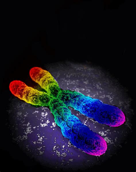 Born Gay Dna Hormones Siowfa14 Science In Our World Certainty And Cont