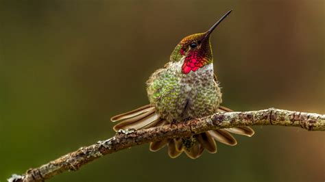 hummingbird desktop background weneedfun    desktop mobile