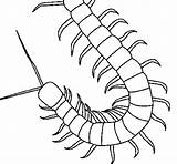 Centipede Coloring Pages Coloringcrew Colorear Colouring Insect Insects Tattoo Drawings Outline Choose Board sketch template