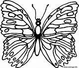 Papillon Butterflies sketch template