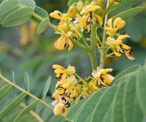 Plants For Pollinators Wild Senna Xerces Society