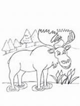 Coloring Norway Elk Moose Pages Animal European Same North National American Ws sketch template