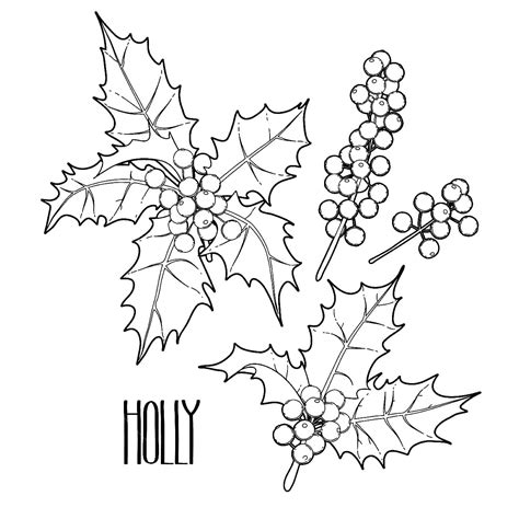 christmas holly  coloring page  print  color
