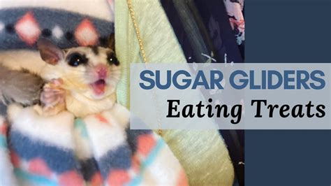 sugar gliders eating treats youtube