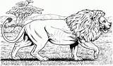 Coloring Pages Lion Lions Little Comments sketch template