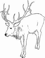 Stag Coloring 48kb 1969 Drawings sketch template
