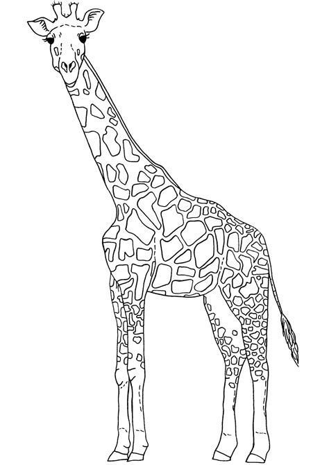 outline giraffe cliparts   outline giraffe cliparts