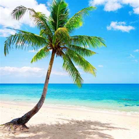 download beautiful coconut tree 2048 x 2048 wallpapers 4605530 beach island seaside ocean