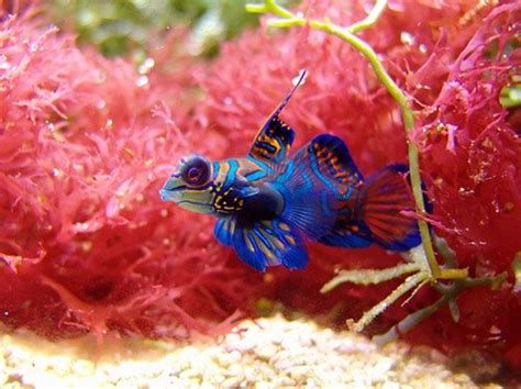 mandarin dragonet fish facts  care pethelpful